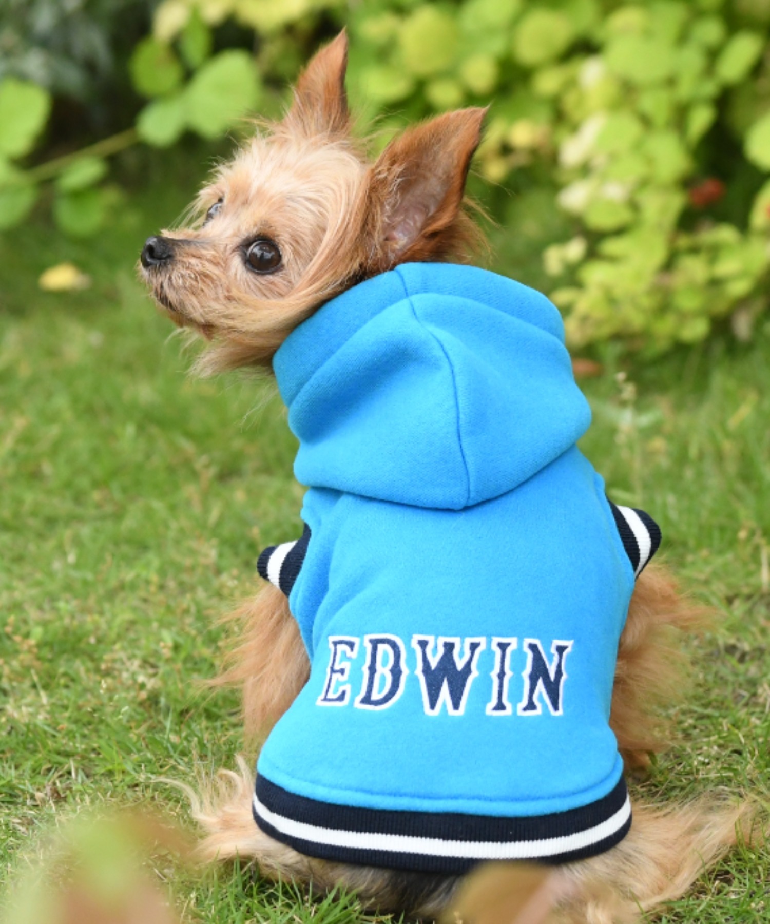 EDWINEDWIN エドウイン 割り引き カレッジパーカー サービス ドッグウェア 犬服