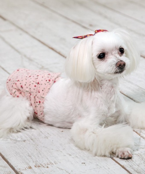 犬と生活 いぬとせいかつ 腹巻サーモベルトプチフラワー ｓ M 犬服