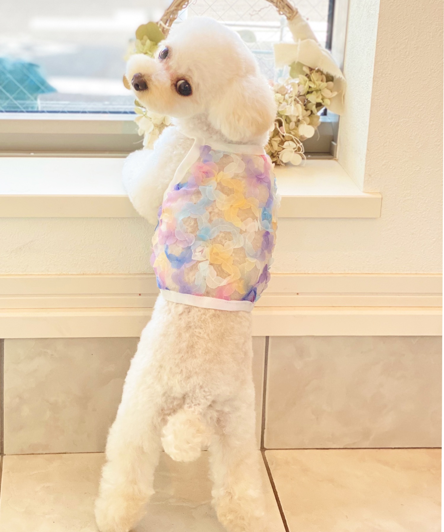 Best FriendsBEST FRIENDS 【SALE／104%OFF】 :犬服 毎週更新 フラワー シースルーチュール カットソー