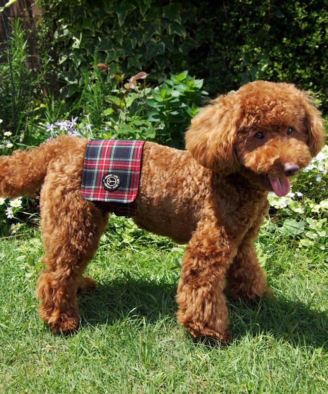 犬と生活 いぬとせいかつ マナーベルト タータンチェック 犬服 ドッグウェア Urban
