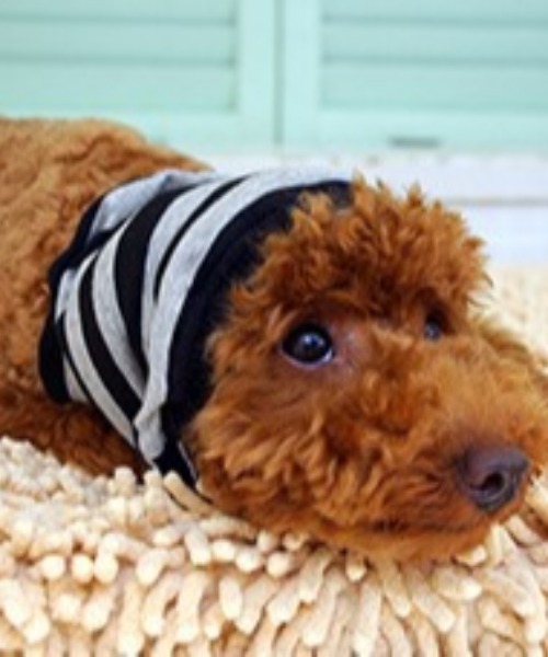 犬と生活 いぬとせいかつ スヌード 犬服 ドッグウェア Nans Co In