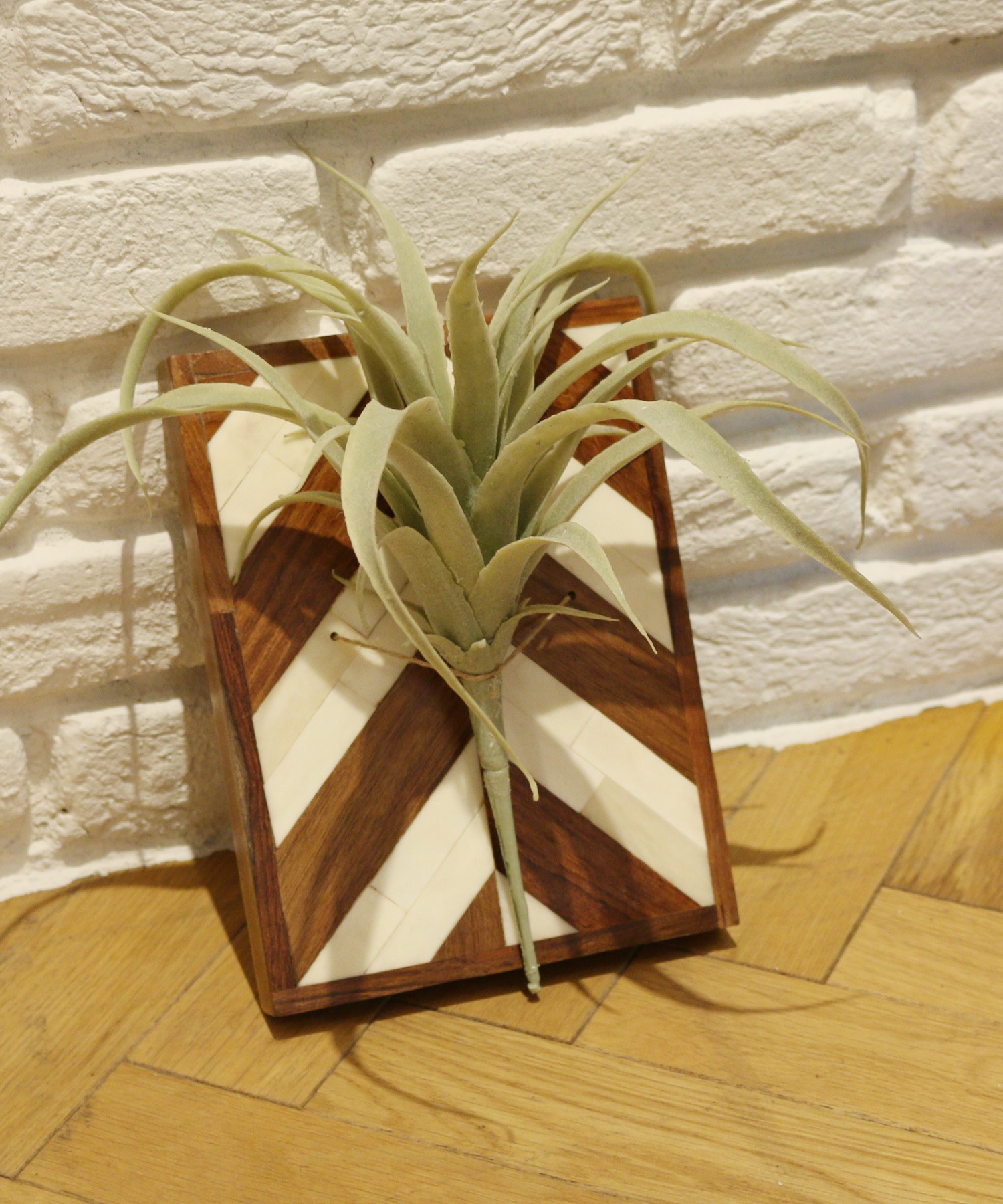 Air Plants Holder S エアプランツ ホルダー Sサイズ Gaza Cch Ps