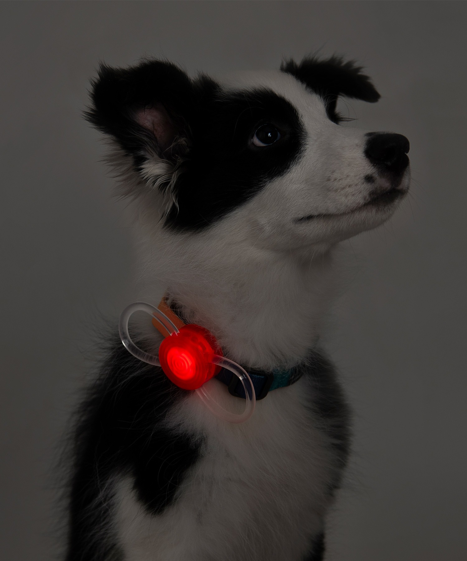 犬用ledライトアクセサリー お散歩グッズ 夜 Csleepcenter Com