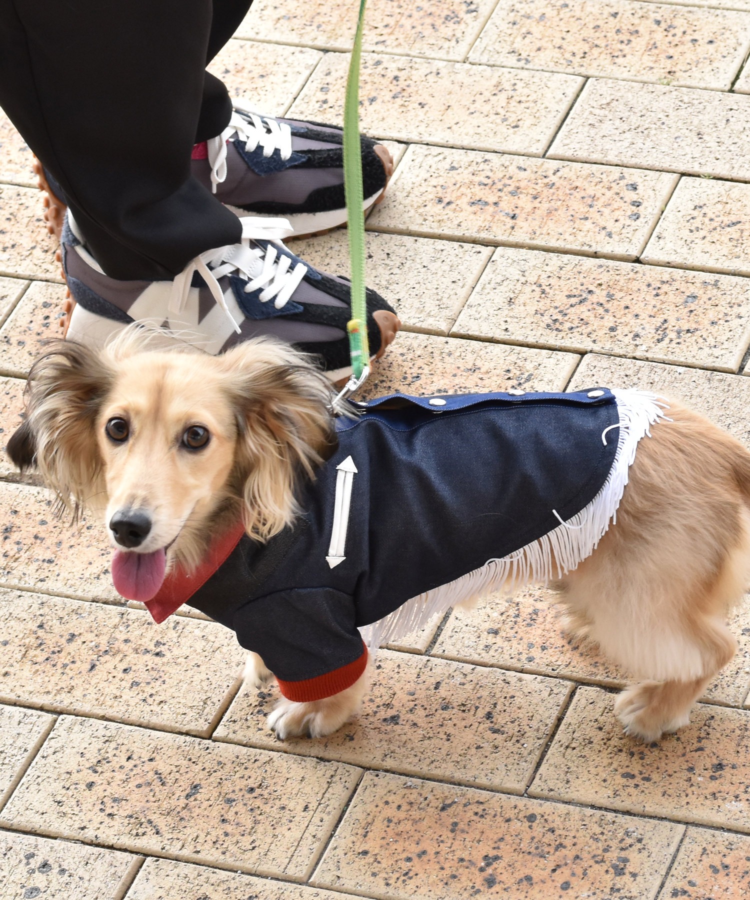ウエスタンシャツ ドッグウェア 犬 服 21年レディースファッション福袋特集