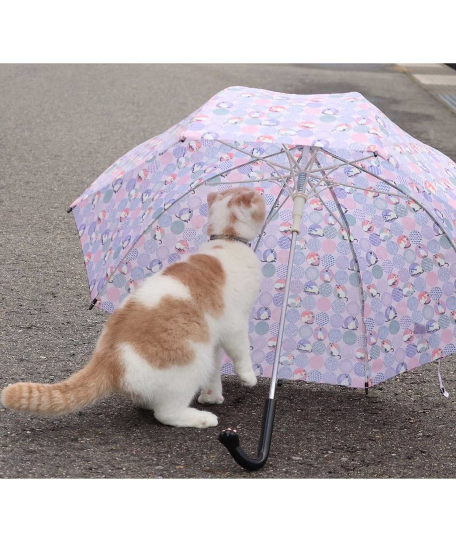 傘 人気ブレゼント シャム猫 白