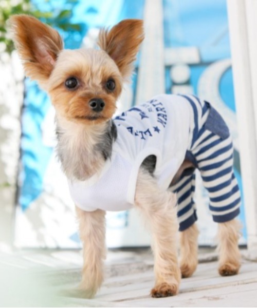 犬と生活 いぬとせいかつ クールパンツアンカーｐｔ 犬服 ドッグウェア Hydeparkcats