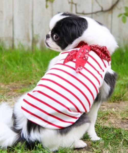 犬と生活犬と生活 いぬとせいかつ クールバンダナタンク 海外並行輸入正規品 犬服 ドッグウェア メーカー直売