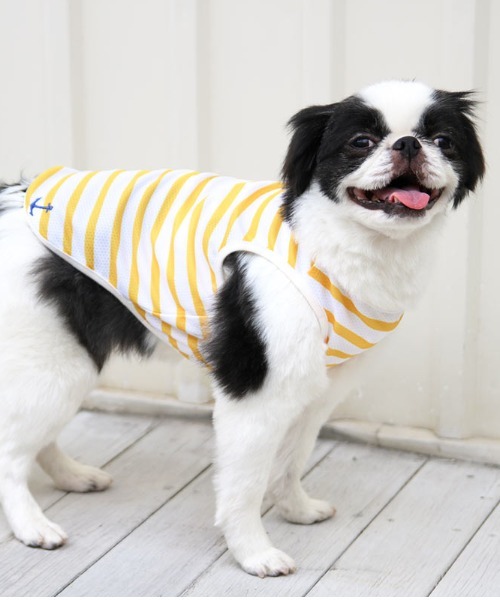 犬と生活 いぬとせいかつ バグガード ボーダータンク 犬服 ドッグウェア Reshad Edu