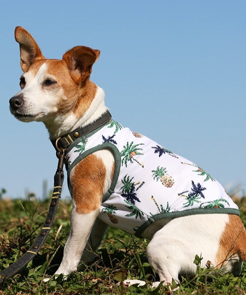 犬と生活犬と生活 いぬとせいかつ 流行 特価 バグガードアロハタンク 犬服 ドッグウェア