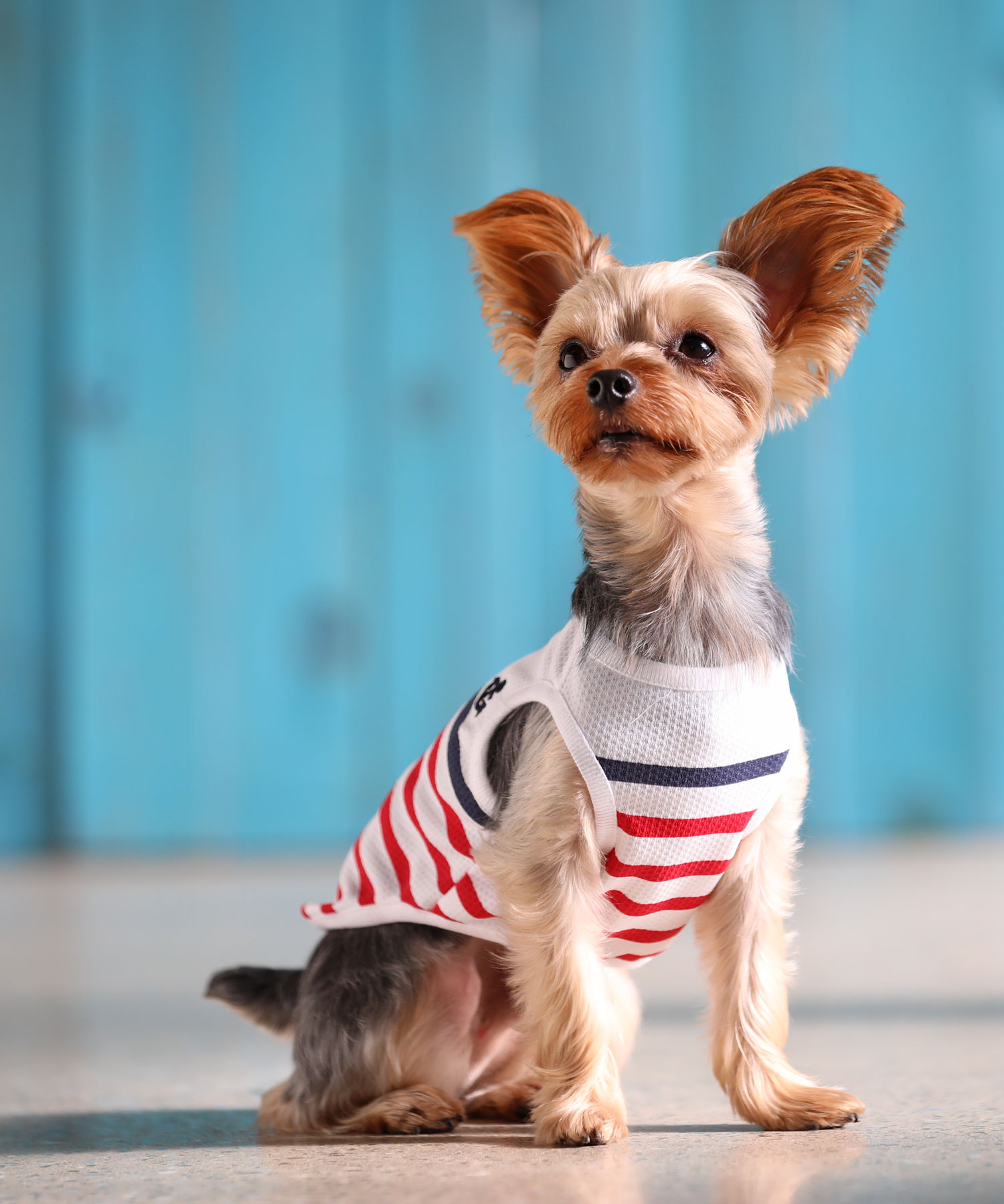 犬と生活犬と生活 いぬとせいかつ 最大60%OFFクーポン まとめ買いでお得 バグガードボーダータンク ドッグウェア 犬服
