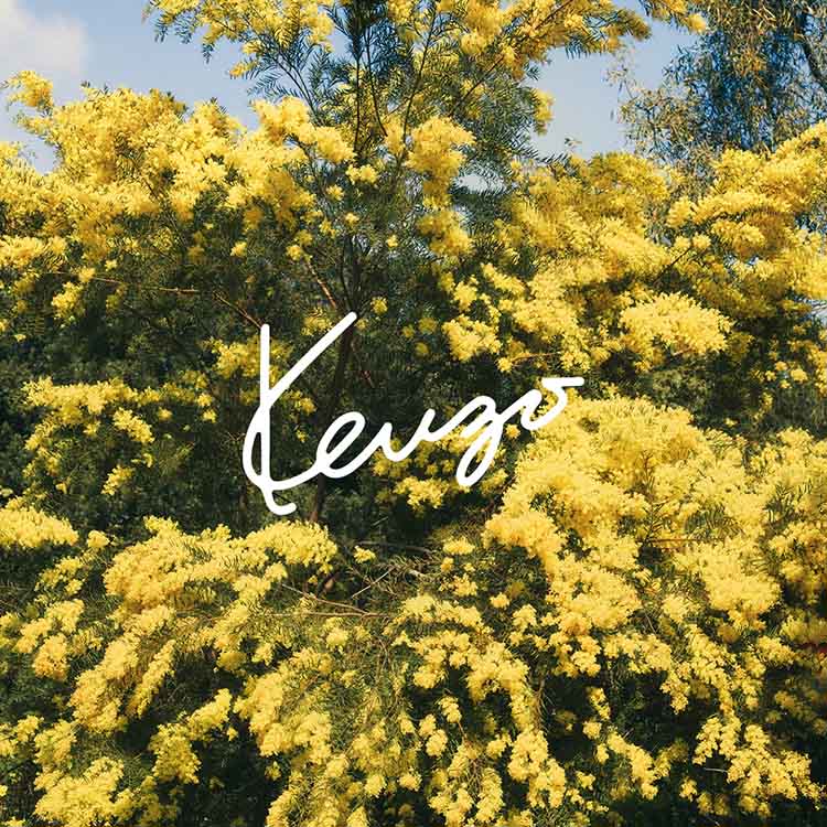 KENZO�i�P���]�[�j�̃V���b�v�j���[�X�u�yKENZO�z ���b�L�[�f�[�v