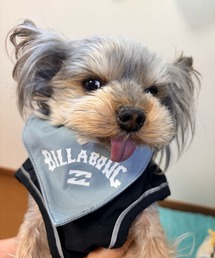 BILLABONG�i�r���{���j�̃V���b�v�j���[�X�u�yBILLABONG DOG COLLECTION�z�v