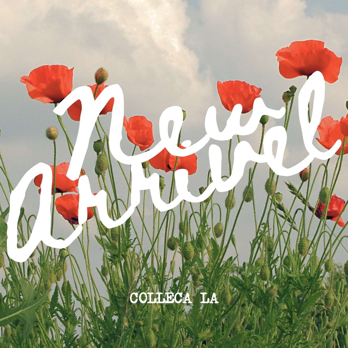collecalaiRJj̃Vbvj[Xuycolleca laz5ׂ̐VACeꗗv