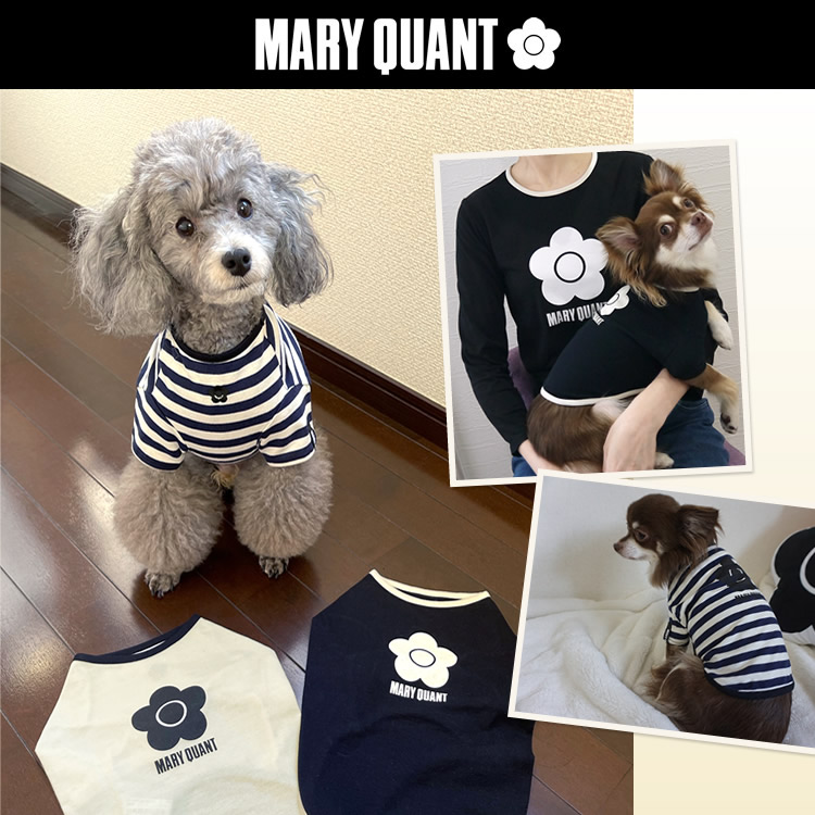 MARY QUANT｜マリークヮントのトピックス「＼WEB限定