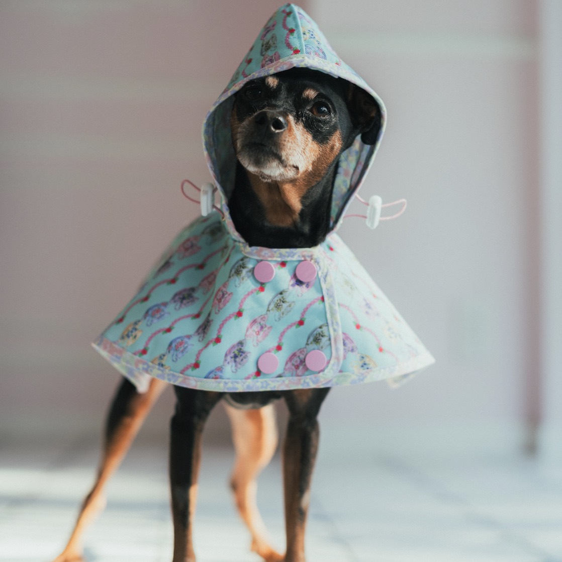 fafa�i�t�F�t�F�j�̃V���b�v�j���[�X�u���t�F�t�F�̃y�b�g�O�b�Y���v