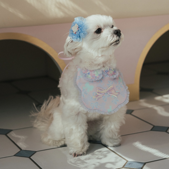 fafa�i�t�F�t�F�j�̃V���b�v�j���[�X�u���t�F�t�F�̃y�b�g�O�b�Y2���v