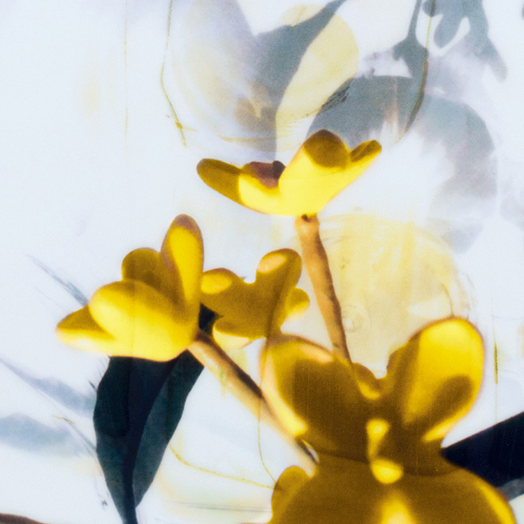 シグネチャーズ オブ ザ サン ルーチェ ディ ローザ オーデ