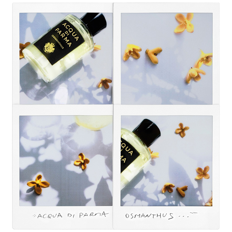 ACQUA DI PARMA アクアディパルマ ザッフェラーノ ザッフェラーノ オーデパルファム - アクアディパルマ公式 ACQUA DI