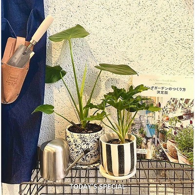 TODAY'S SPECIAL�i�g�D�f�C�Y�X�y�V�����j�̃V���b�v�j���[�X�u�A�����ʂ�u�K�[�f���|�b�g�v�v