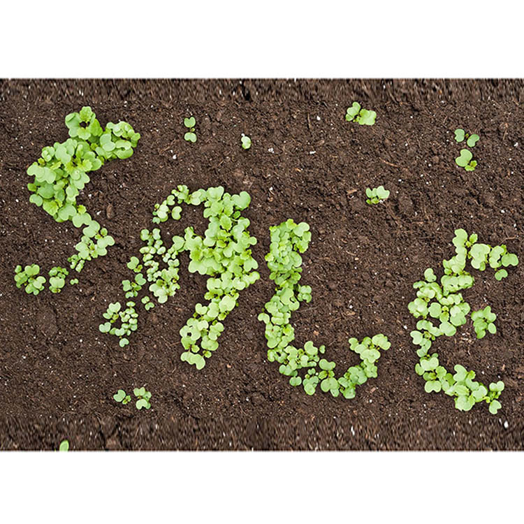 grapevine by k3�i�O���[�v���@�C���o�C�P�C�X���[�j�̃V���b�v�j���[�X�u�ySALE�zHERESY�v